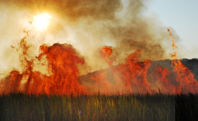sugarcane burning