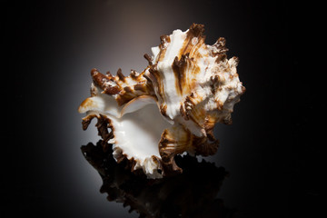 ракушка на черном