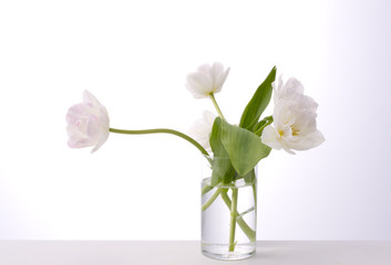 white tulips