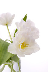 Obraz na płótnie Canvas white tulips