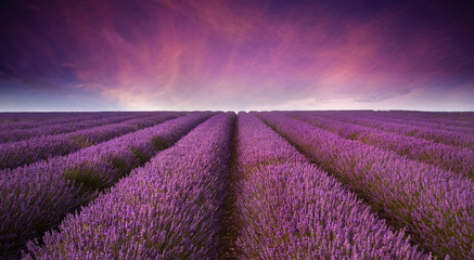 Atemberaubende Lavendelfeldlandschaft Sommersonnenuntergang
