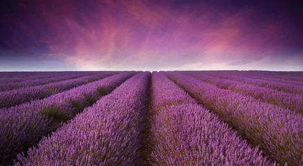 Keuken foto achterwand Zomer Prachtig lavendelveldlandschap Zomerzonsondergang