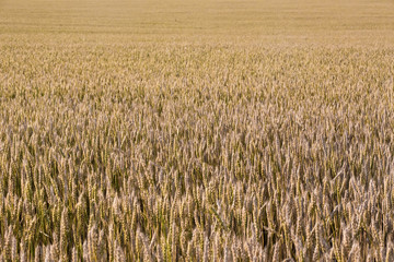 Wheat field