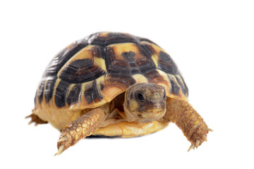 young Tortoise
