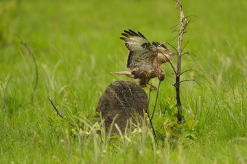 M&auml;usebussard auf Beutefang