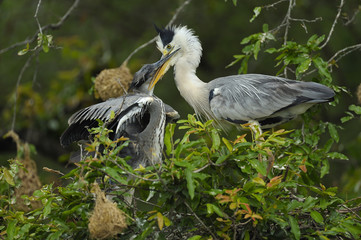 Graureiher bei der F&uuml;tterung