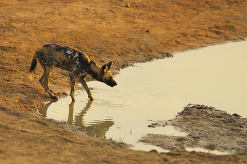 Afrikanischer Wildhund am Wasserloch