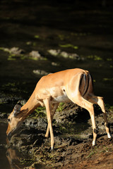 Impala am Wasserloch