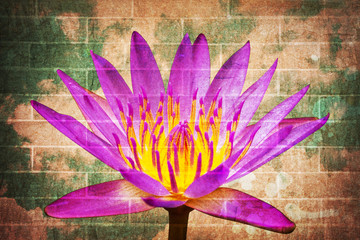Lotus picture merge in grunge brick wall