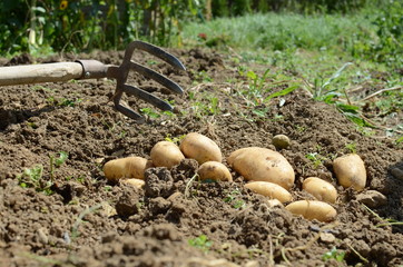 Kartoffelernte