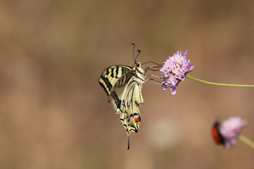 papillon sur une fleur