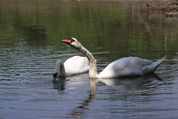 cygne dans la nature