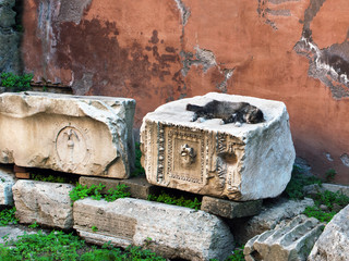 Stray cat having a nap over ancient ruins in Rome