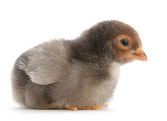 Baby chicken