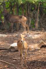 Young deer standing