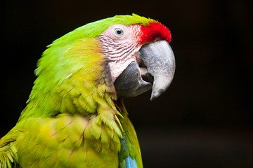 Macon head shot