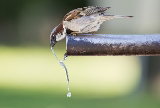 Gorrión bebiendo agua del caño de una fuente.