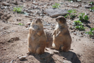 Prairie Dogs in Phoenix, Arizona
