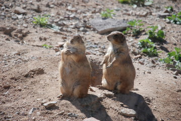 Prairie Dogs in Phoenix, Arizona