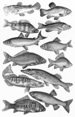 Vintage drawing of  European fishes species