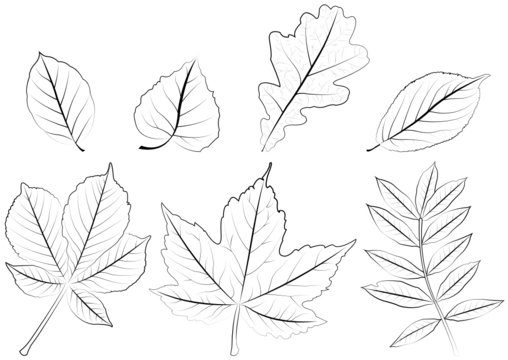 foliage