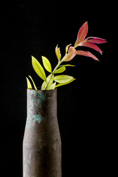 Fiori nel cannone