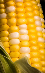 Close-up of  Delicous Varigated Sweetcorn