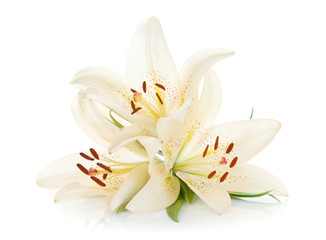 Fototapeta na wymiar Three white lily