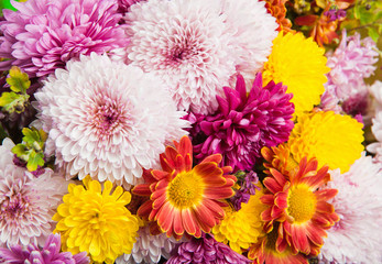 Colorful chrysanthemum and daisy flowers