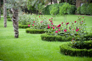 Pathway to garden with roses and palms