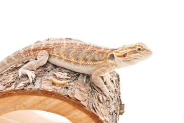Bearded Dragon side Profile sitting on Log