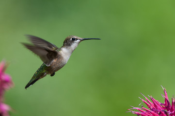 Fototapeta na wymiar Ruby-throated hummingbird z fioletowymi kwiatami