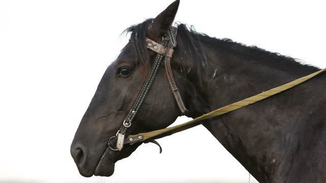Close-up on a snaffled horse