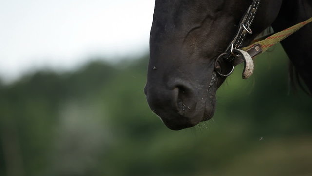 Close up on black horse's neb