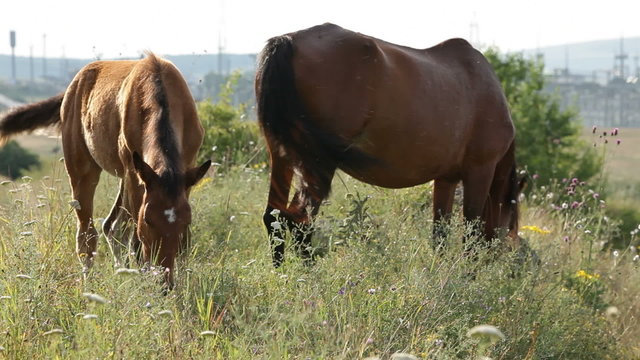 Two horses feeding in the field