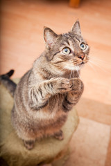 Funny european cat asking for food  © andreshka