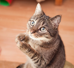 Young european cat asking for food 