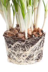roots of a crocus isolated on a white background