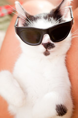 Young cat with a sunglasses 
