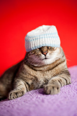 Funny cat wearing a hat 