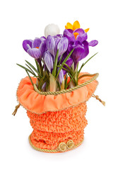 Crocus close up isolated on white background