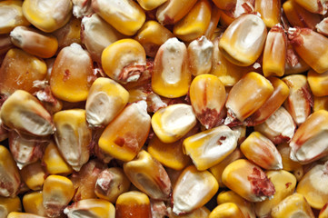 Corn seeds