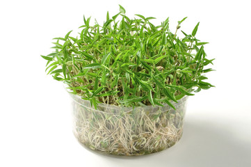 Mung bean sprouts