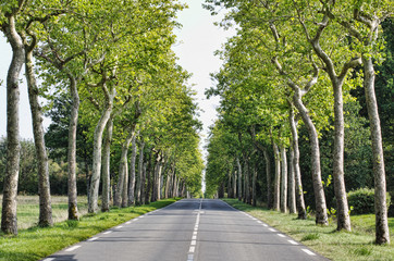 Fototapeta na wymiar road with fresh green trees on side