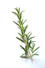 Rosemary
