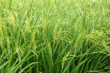 Rice plant in rice field.