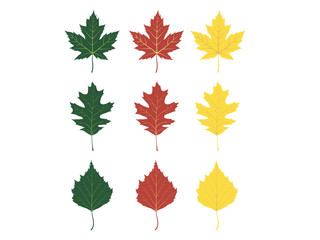 The leafs of maple, oak and birch during different seasons