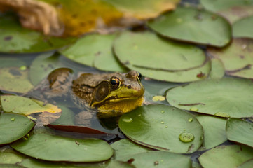 Frog on Lily Pads