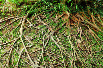 tree air root
