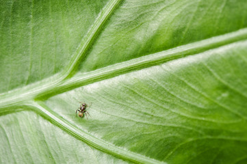 Working ant on a leaf